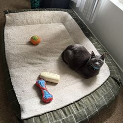 XL DOG BED