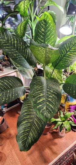 Large Dumb Cane Plant