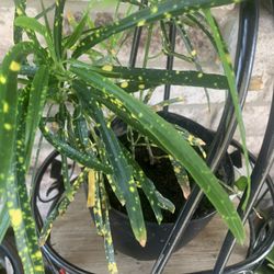 Plant nice !  Please !