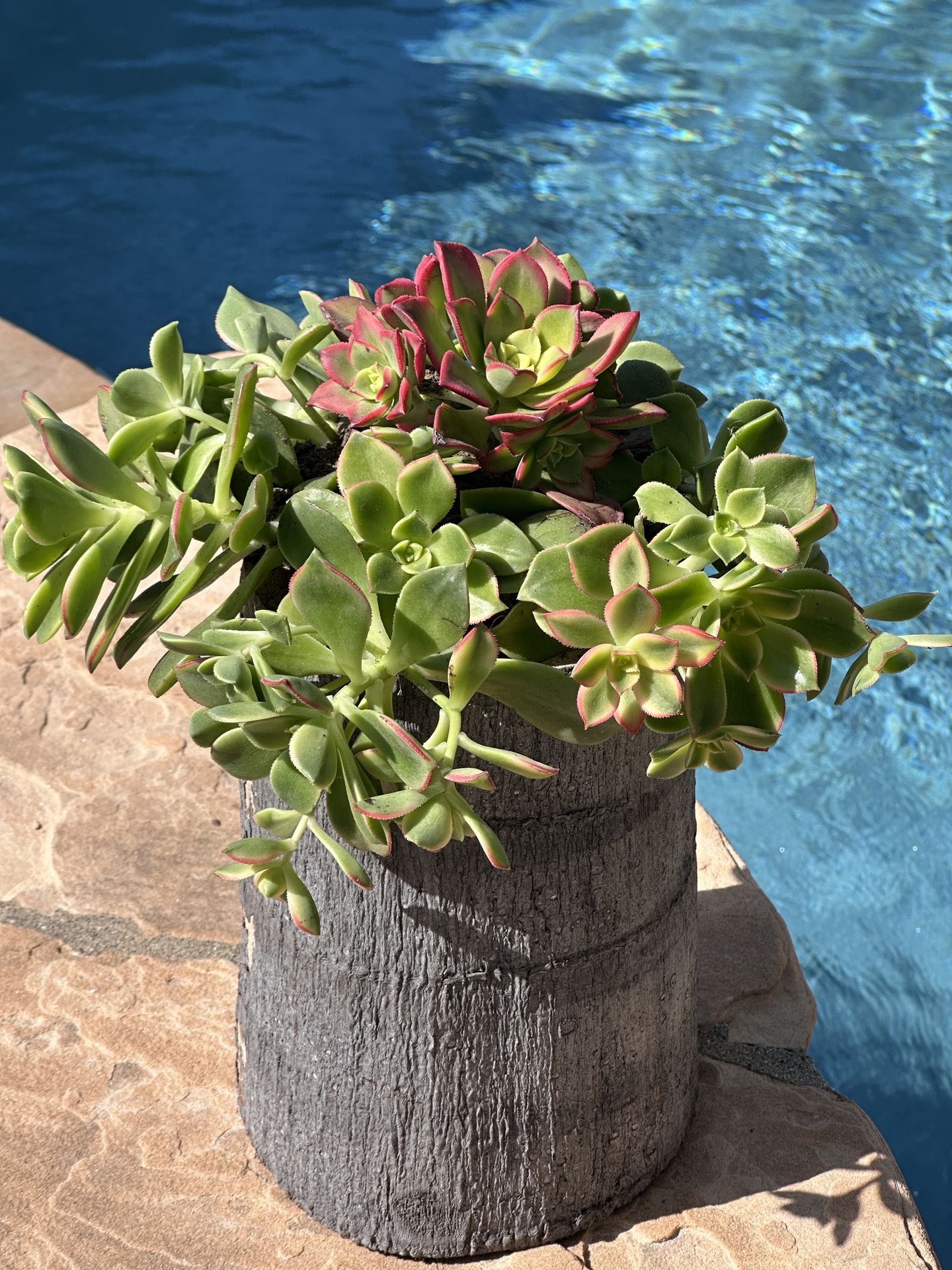 Kiwi succulents in wood unique pot