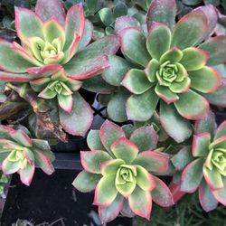 4” Pot Succulent Drought Tolerant 