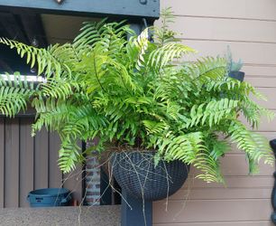 Set of 2 large beautiful macho fern (Nephrolepis biserrata),