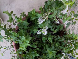 Fresh Live Potted Mint Plants – Healthy & Fragrant ($10–$30)