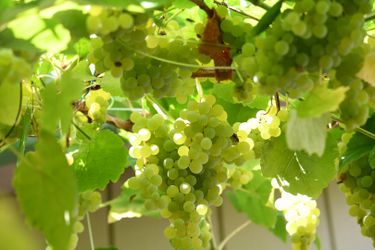 Seedless White Muscat Grapes