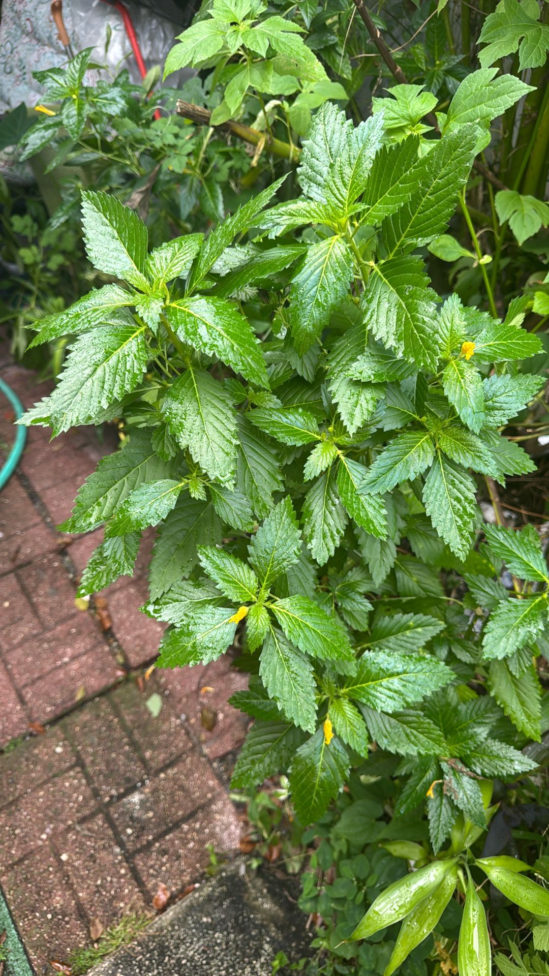 Plant
