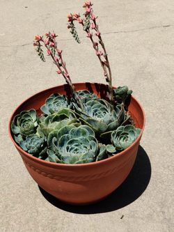 Pot Of Succulents