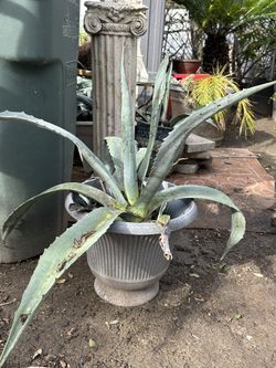 AGAVES FOR SALE (no pots only plants)