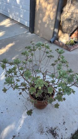 SUCCULENT