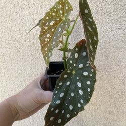 Beautiful Begonia Maculata Plant