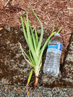Aloe vera