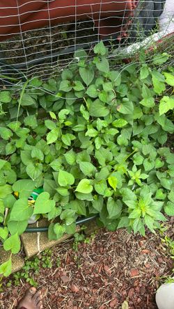 Houttuynia Cordata (Fish Mint)