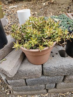 Succulents- 10" Color Pots For $10