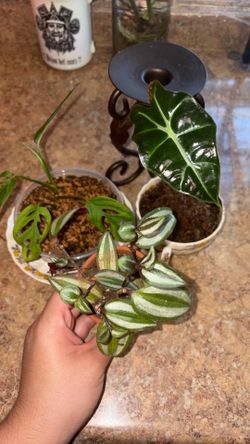 Plant bundle 🪴
