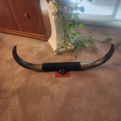 Vintage Bull Horn Taxidermy 