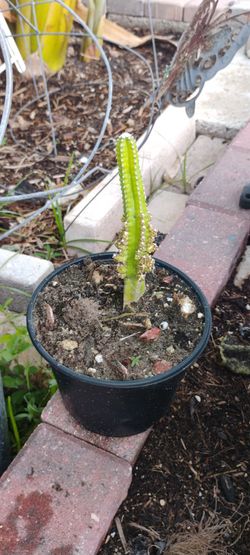 Baby Fairy castle cactus