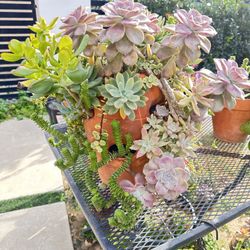 cascading succulent garden tower