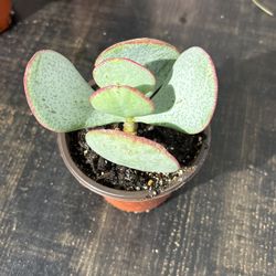 Succulents In 4in Pots 