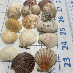 Lot Of Seashells For Craft Or Art Supplies 