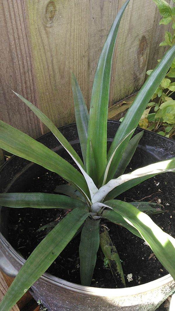 Pineapple plant for Sale in Oakland Park, FL OfferUp