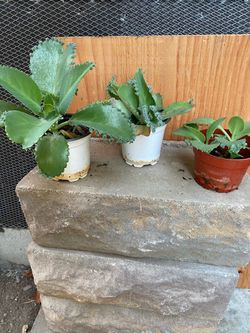 Kalanchoe Succulent  Mother of thousands Plants Set of 3