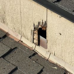 Remove A Raccoon Out Of My Attic 