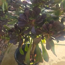 Succulent large plant