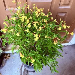 🩷SUPER HEALTHY,Lush & FULL, pot Of SPARKY  Bells,”Attract To HUMMINGBIRDS 🩷