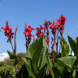 canna  Lilly ryznomes