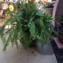 Big Fern/ Helecho Grande