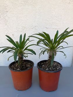 Madagascar palms