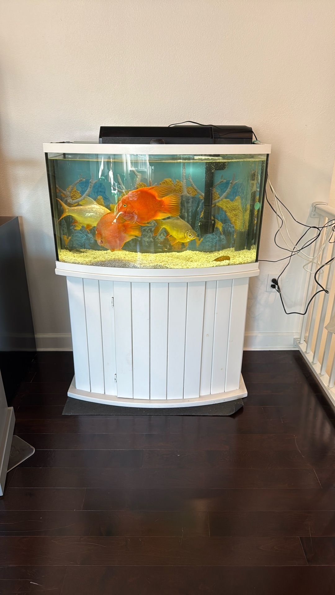 55-Gallon Fish Tank with Stand, Light, and Filter – No Fish or Accessories