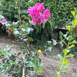 Crape Myrtle
