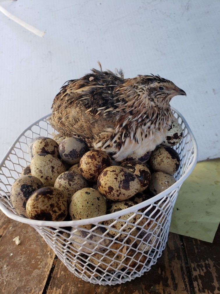 Fresh Quail Eggs