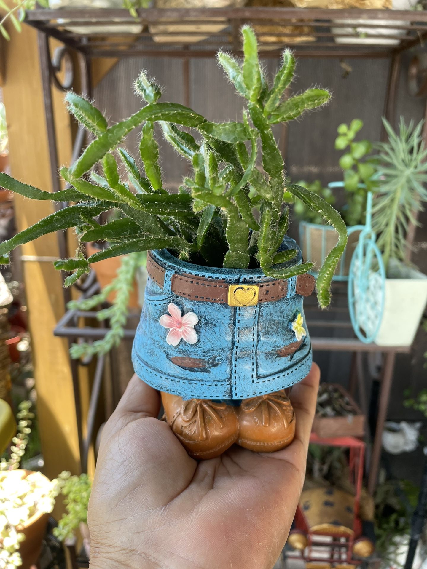 Planta Succulent