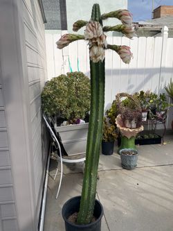 San Pedro cactus