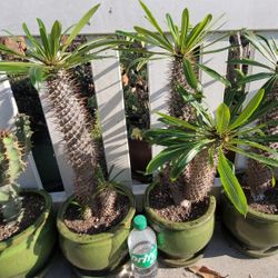 Madagascar Palms in ceramic pot 