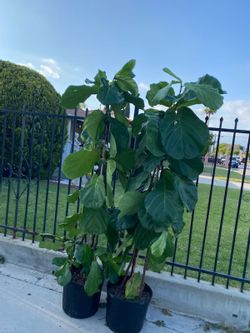 Big Leaf