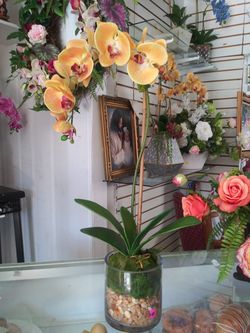 Orchid