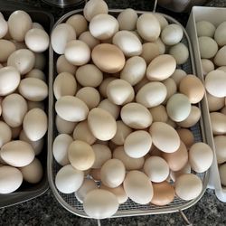 Organic Free Range Daily Laid Farm Eggs 