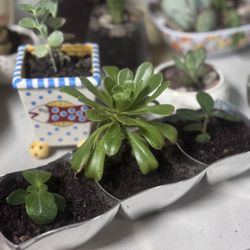 Silver Centerpiece Succulent