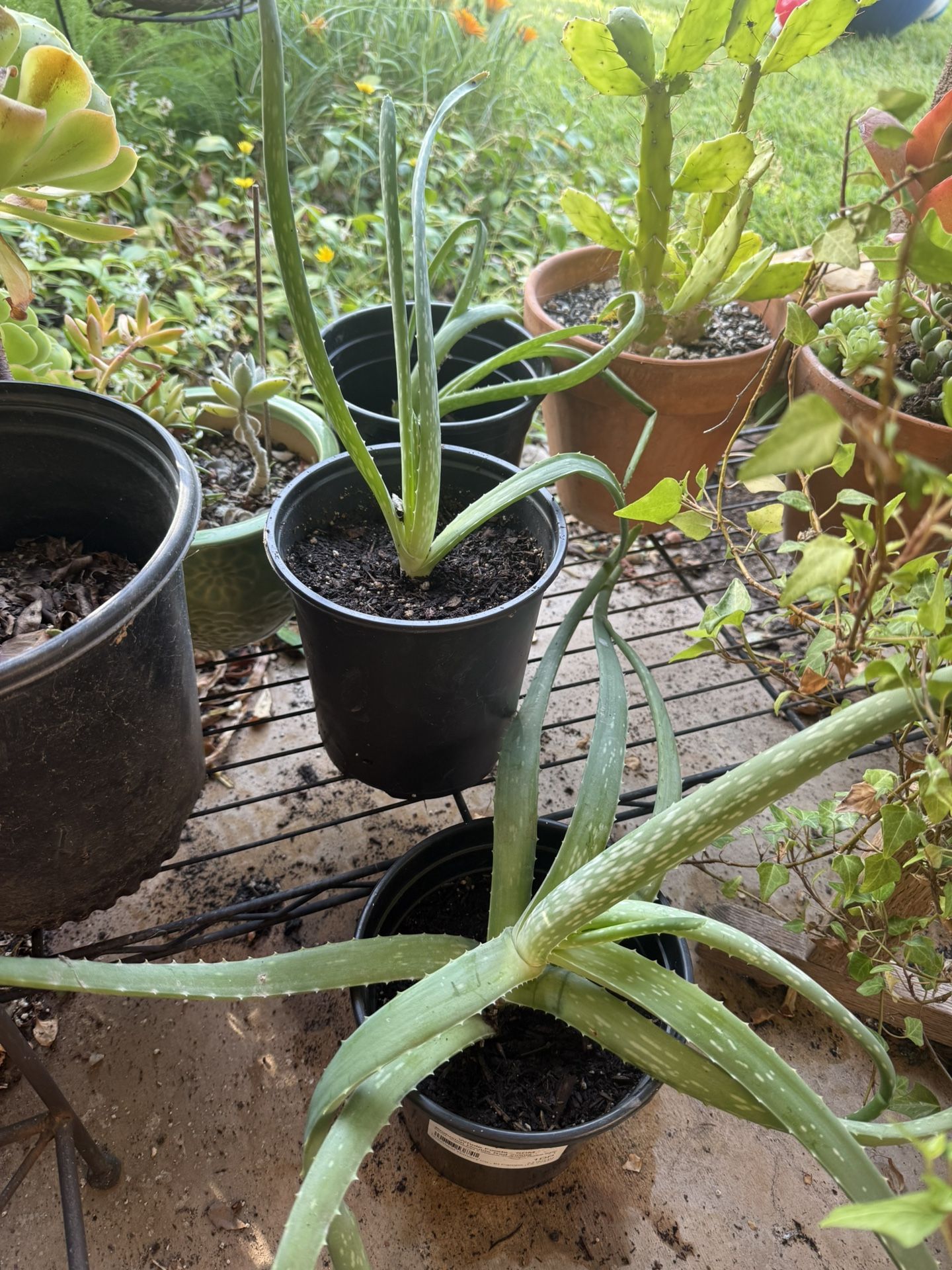 Aloe Vera Plants