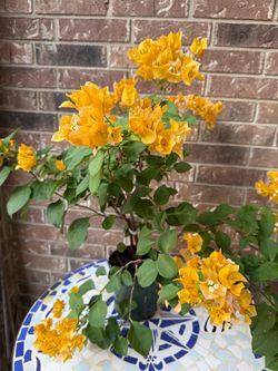 Bougainvillea California gold Plant blooming