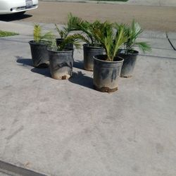 Small Palm Trees, $15 Each