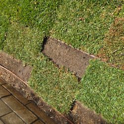 St Augustine sod