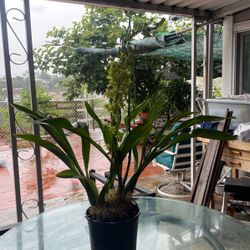 Grammatophyllum Scriptum var. Citrinum “Hihimanu” Orchid 