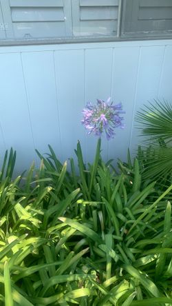 Peter Pan Agapanthus 5 Plants In Bucket.