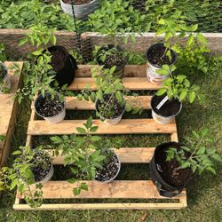 Roma An Bodacious Tomato Plants