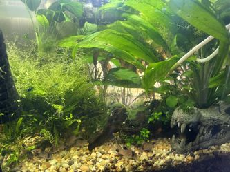 Fish Tank