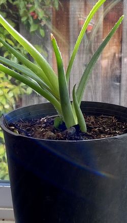 Aloe Vera Plant Small