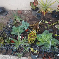 Plants For Sale 